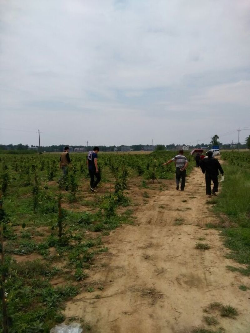 金银花优质金银花质量好