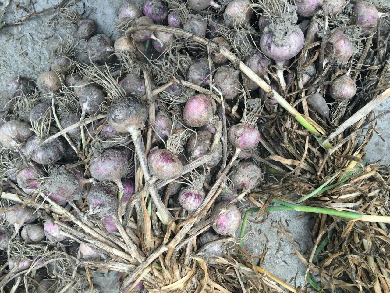 独头蒜四川成都市彭州市_批发_供应-一亩田农