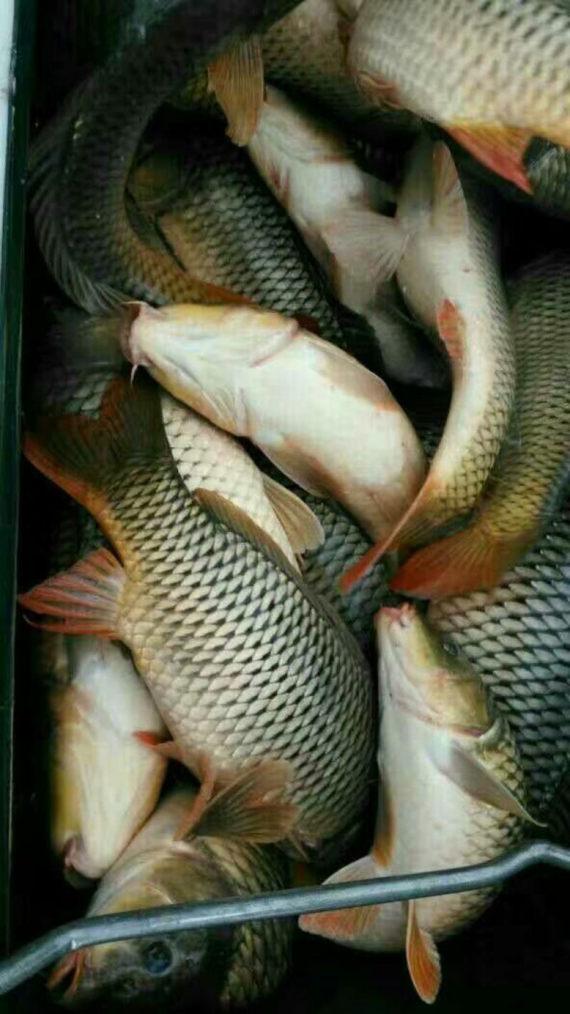 池鲤鱼食用1~2公斤