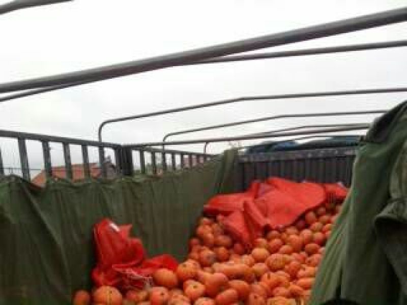 黄金二号红南瓜2~3斤以上扁圆形