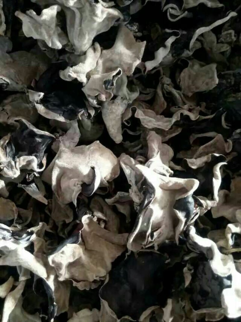 毛木耳特级