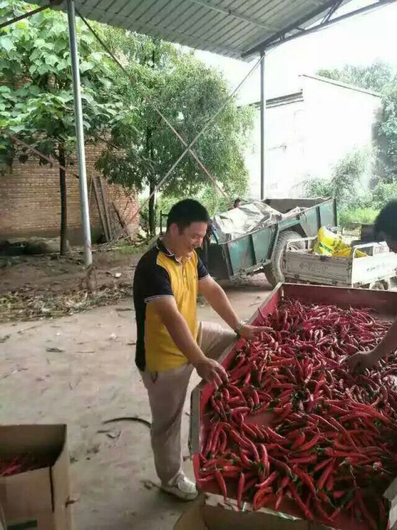 河北精品鲜辣椒/美人椒15~20厘米/量大从优