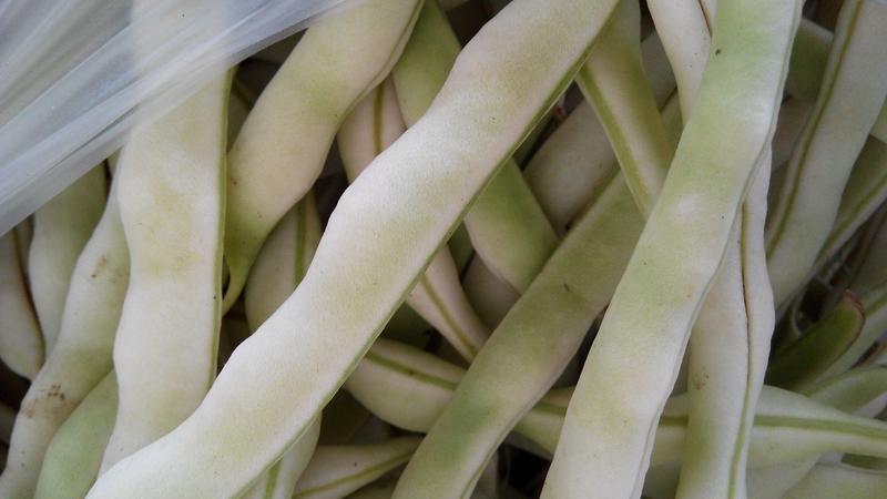 芸豆20cm以上，俗称白不老，各个品种都有