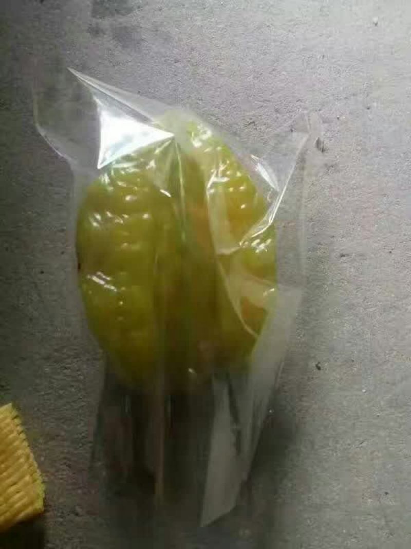 红杨桃4~5两