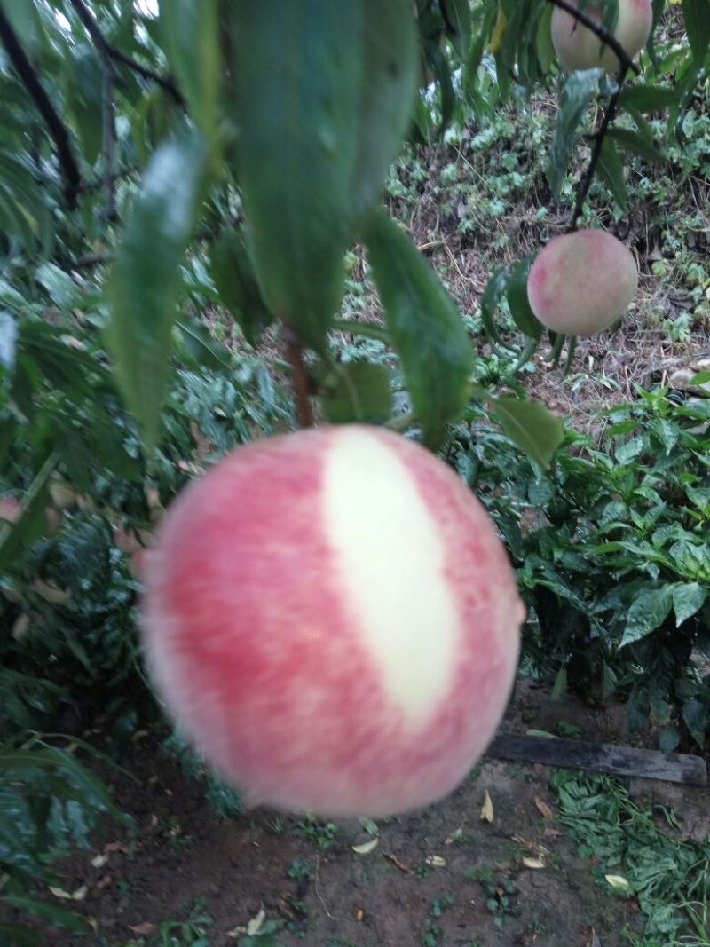 桃树苗沂蒙霜红桃苗单果500棵缝合线明显