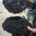 福建紫菜现货供应无杂质烘烤干无沙圆饼紫菜口感好嫩