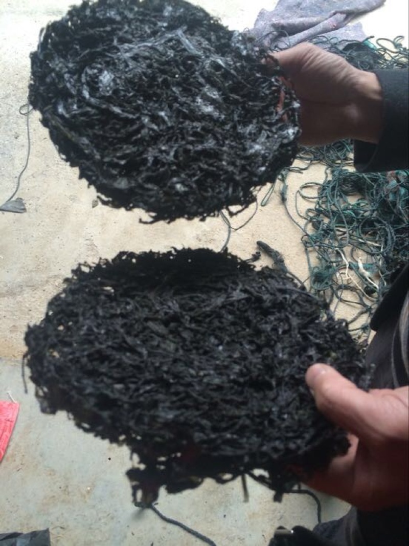 福建紫菜现货供应无杂质烘烤干无沙圆饼紫菜口感好嫩