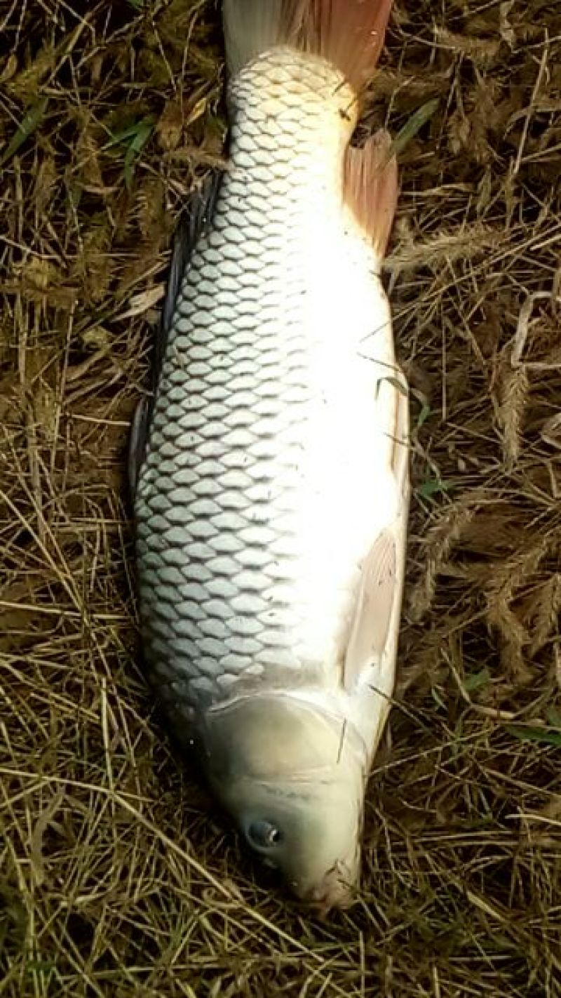 池鲤鱼食用2~3公斤