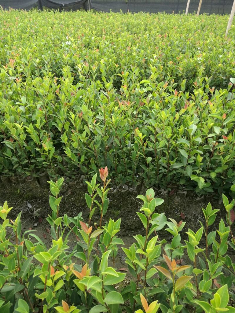 湘林系高产嫁接油茶苗，大量现货供应欢迎订购！