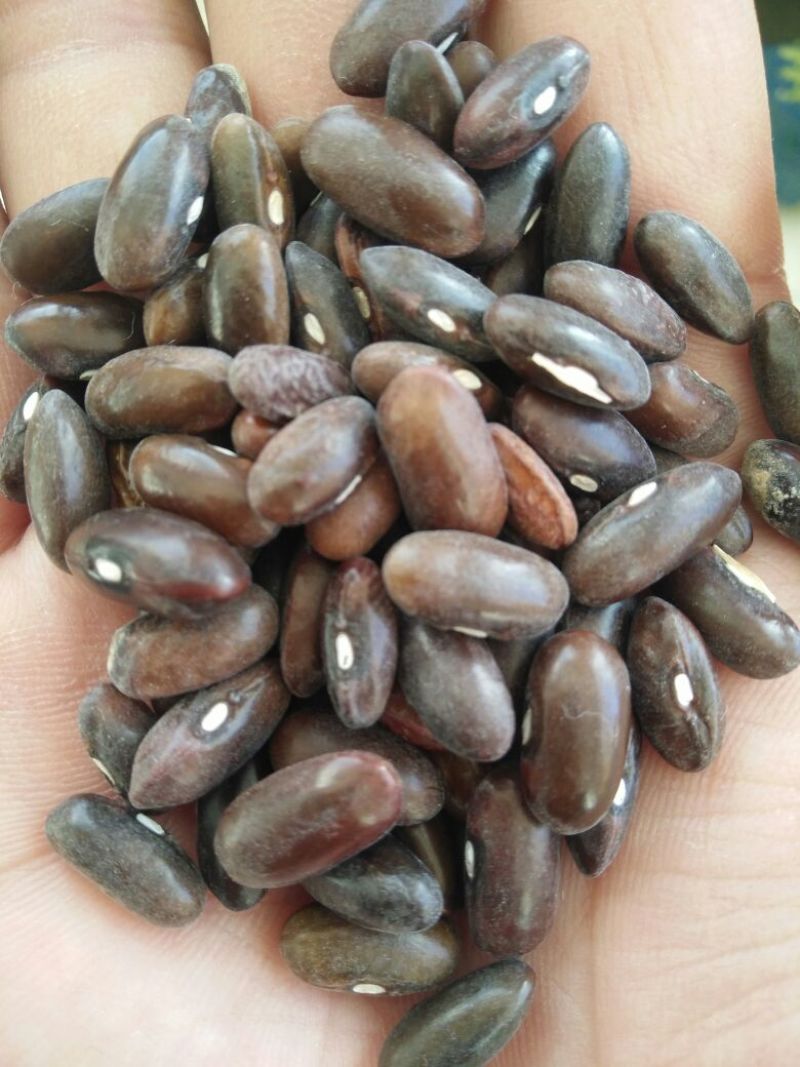 红豆袋装