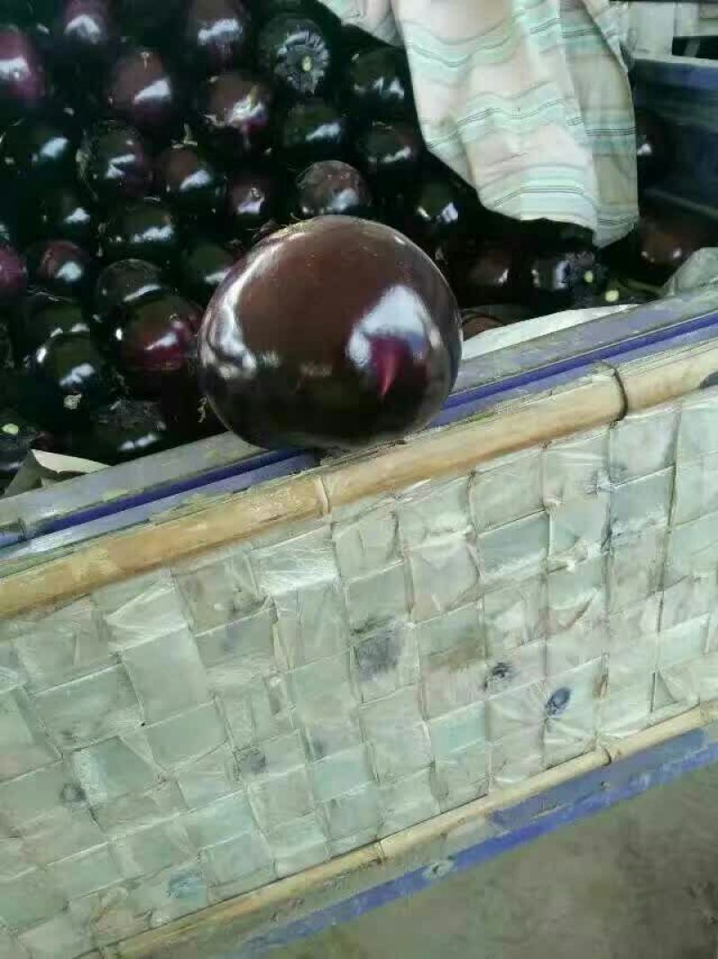 圆茄3两以上