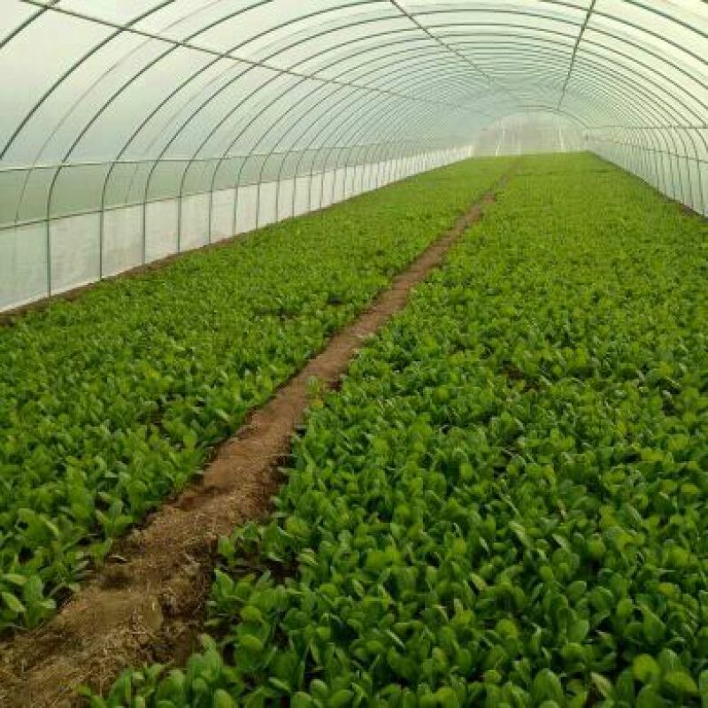 大叶菠菜25~30厘米