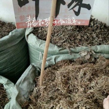 药用叶下珠