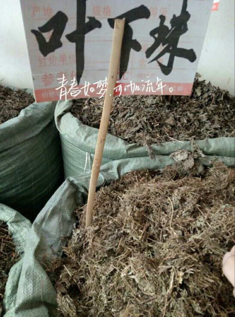 药用叶下珠