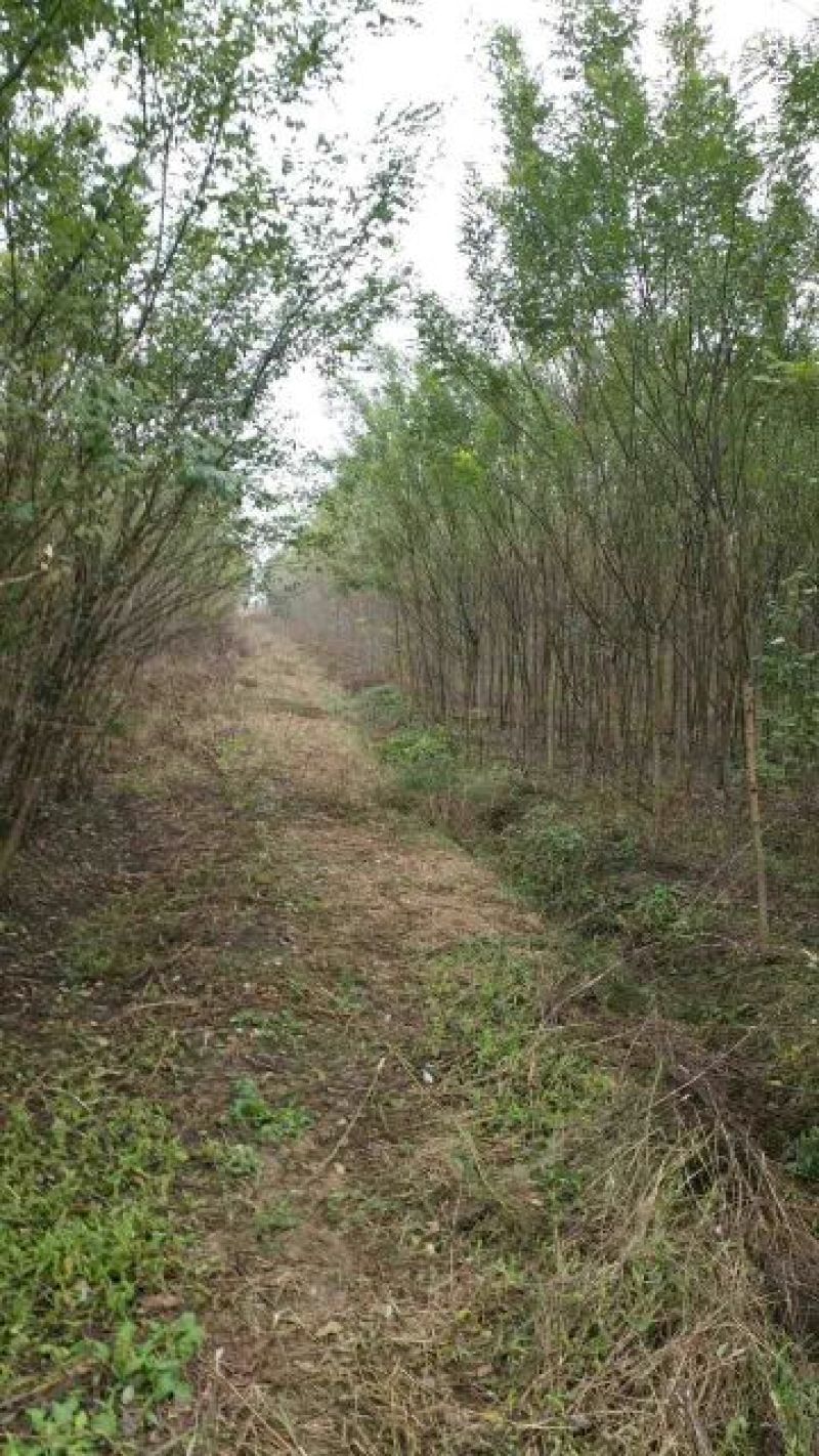 白蜡树8~10cm4~6cm