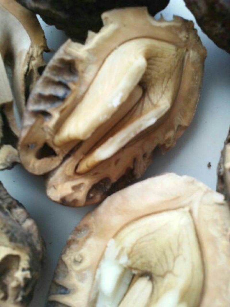 野生核桃去皮干