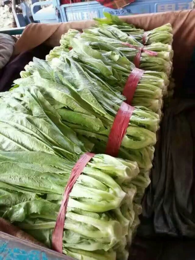 油麦菜25~30厘米以上