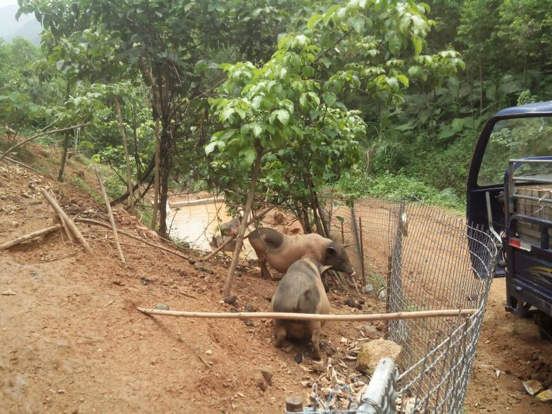 巴马香猪漳浦县南浦乡特色小型猪种开顺家庭农场