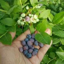 蓝莓苗蓝丰蓝莓苗都克蓝莓苗珠宝蓝莓苗品种纯