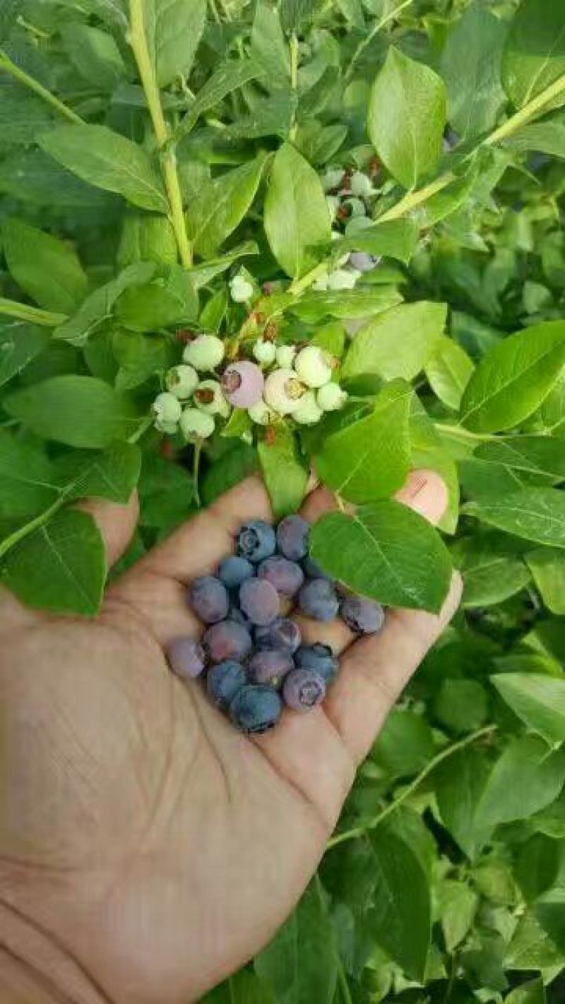 蓝莓苗蓝丰蓝莓苗都克蓝莓苗珠宝蓝莓苗品种纯