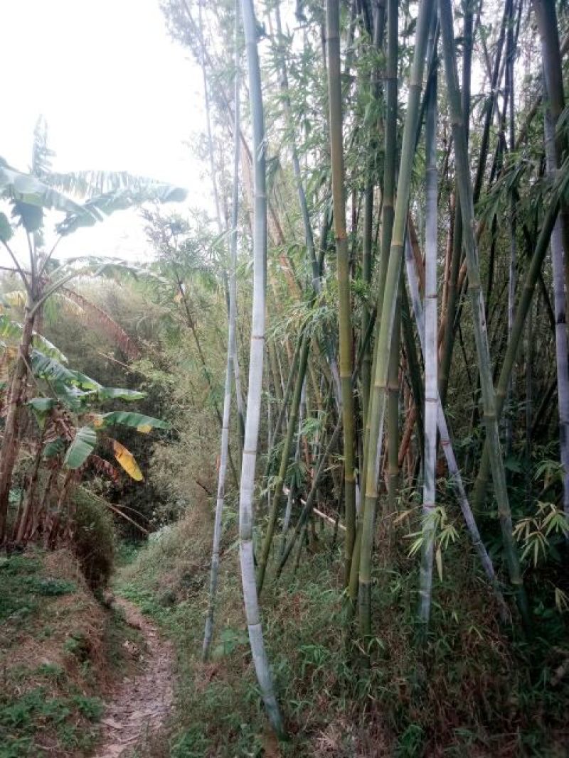 绿竹6~7m