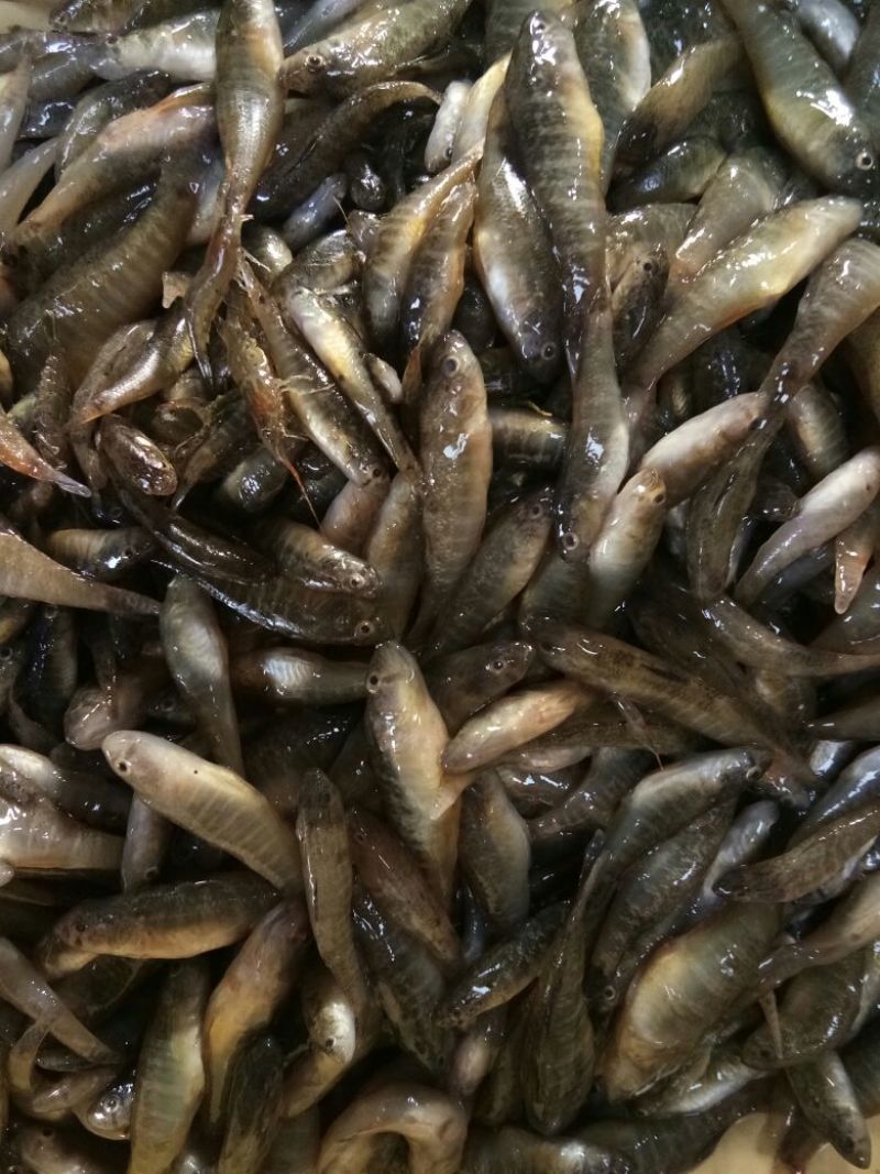 池鲤鱼食用1~2公斤