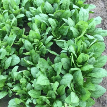 大叶菠菜25~30厘米