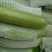山东聊城，油绿西葫，珍玉35西葫芦0.6斤以上。