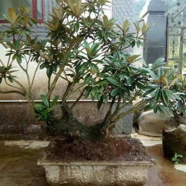 映山红5~10cm