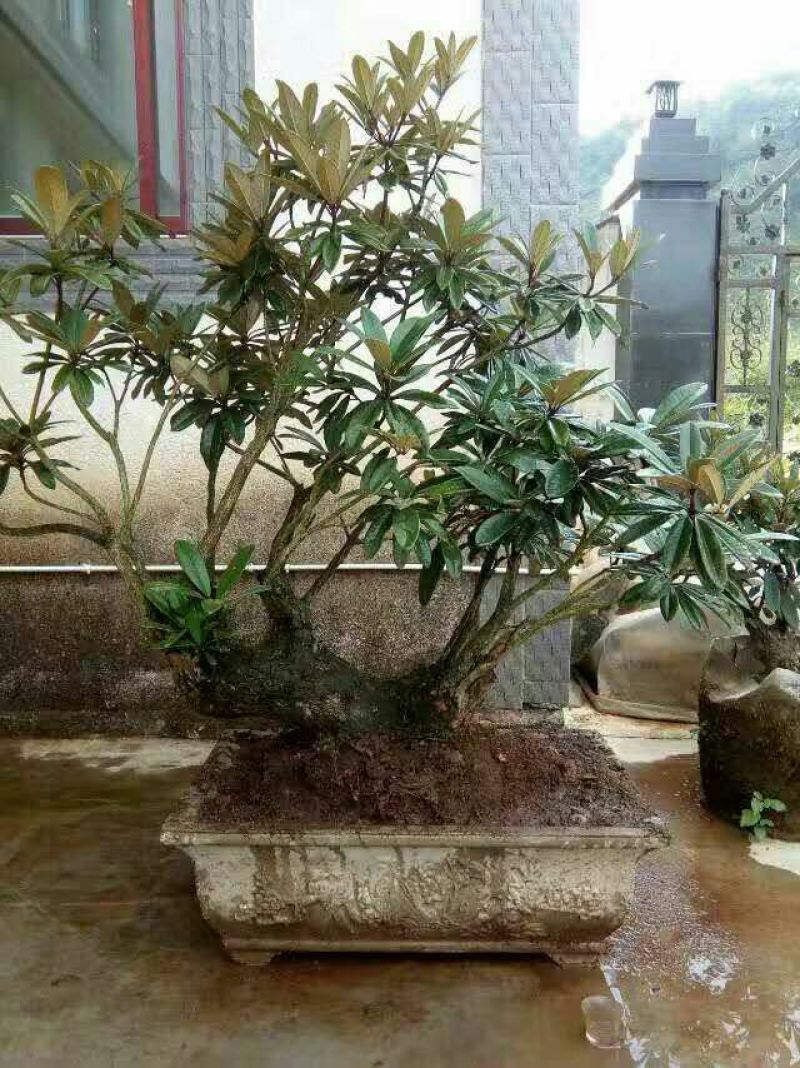 映山红5~10cm