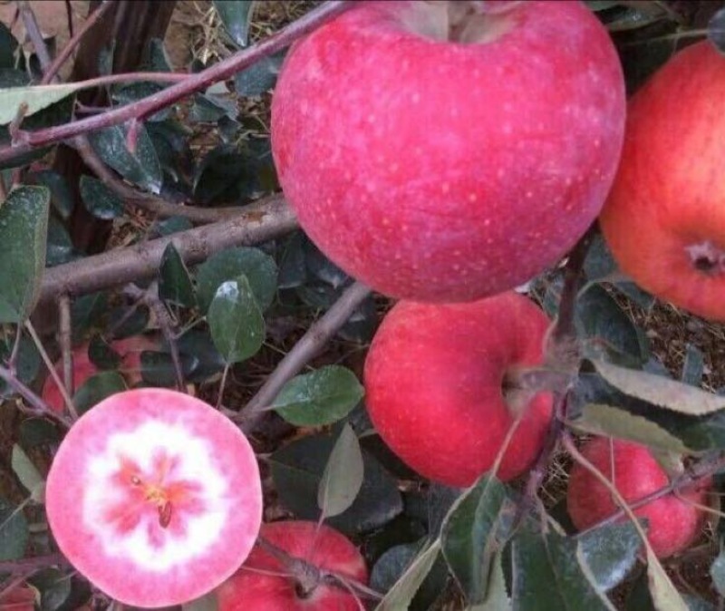 苹果树苗80cm以上