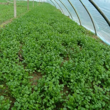 大叶菠菜15~20厘米