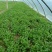 大叶菠菜15~20厘米