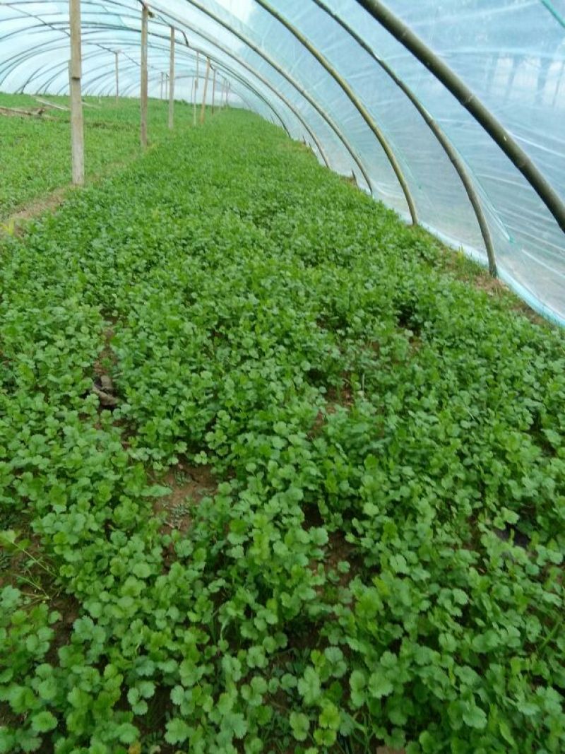 大叶菠菜15~20厘米