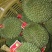 猫山王3~5斤