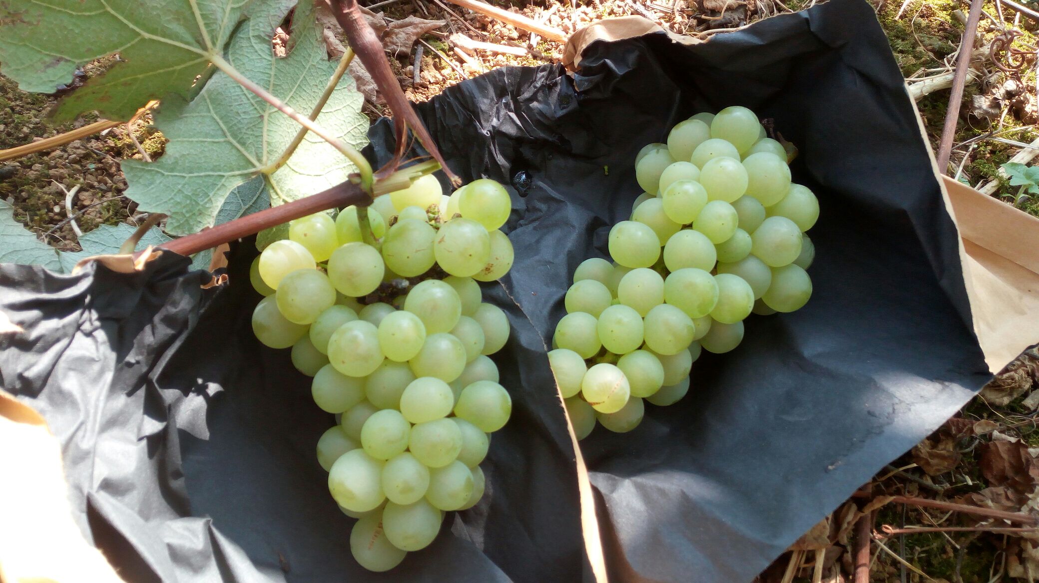贵州黔南州都匀市水晶葡萄 0.8~1斤 10%以上批