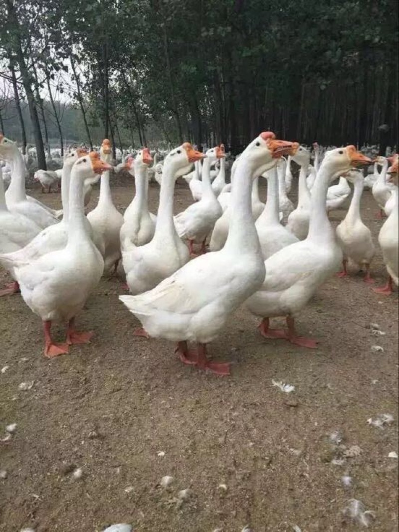 狮头鹅苗