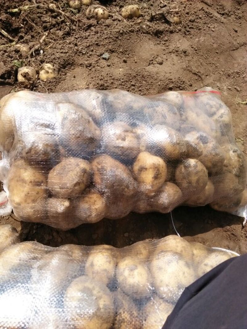 尤金885土豆大量上市中