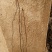 核桃树6~8cm10~12cm2.5~3米技术指导