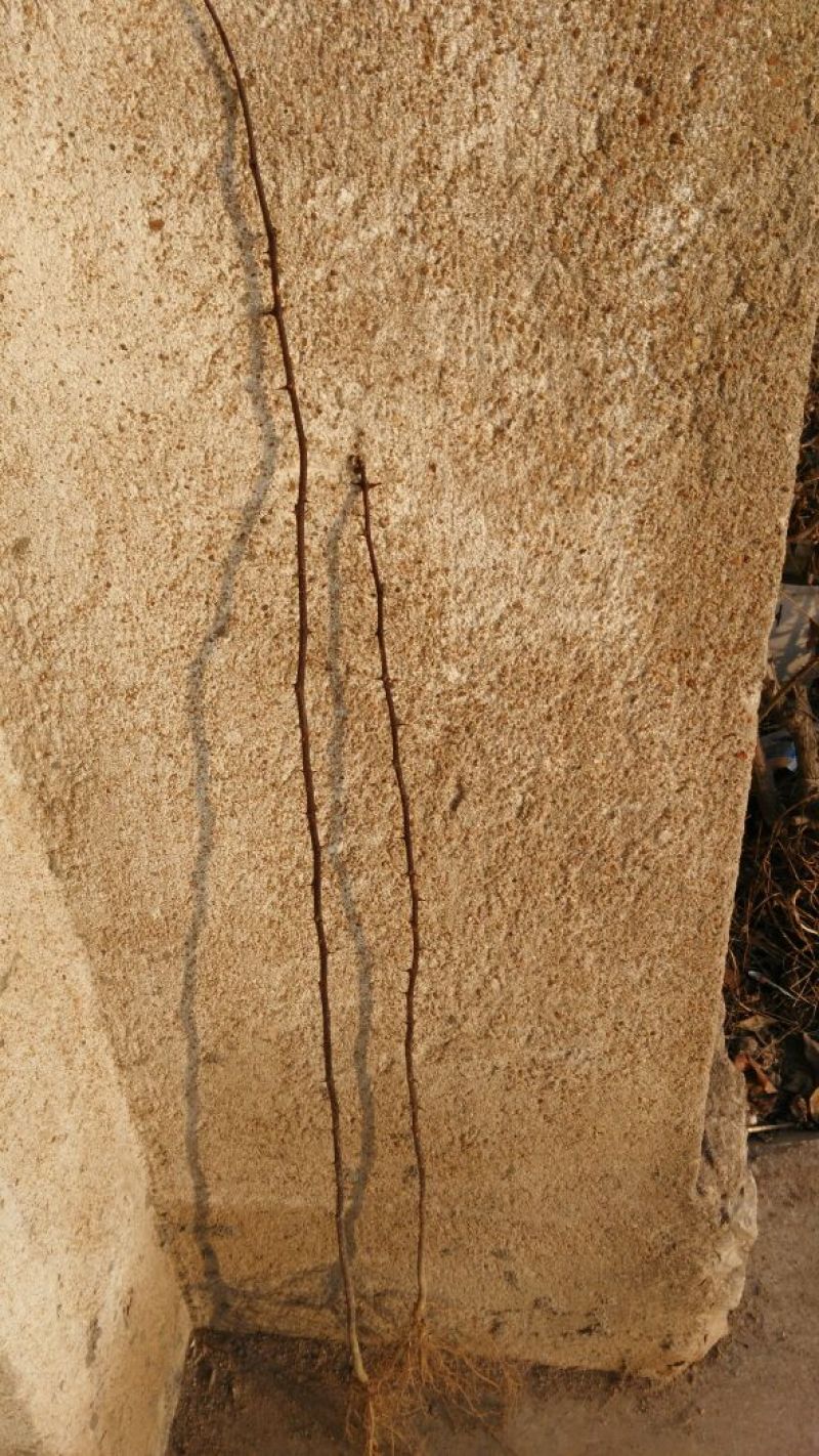 核桃树6~8cm10~12cm2.5~3米技术指导
