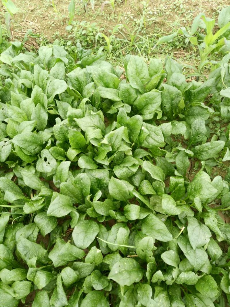 菠菜15~20厘米