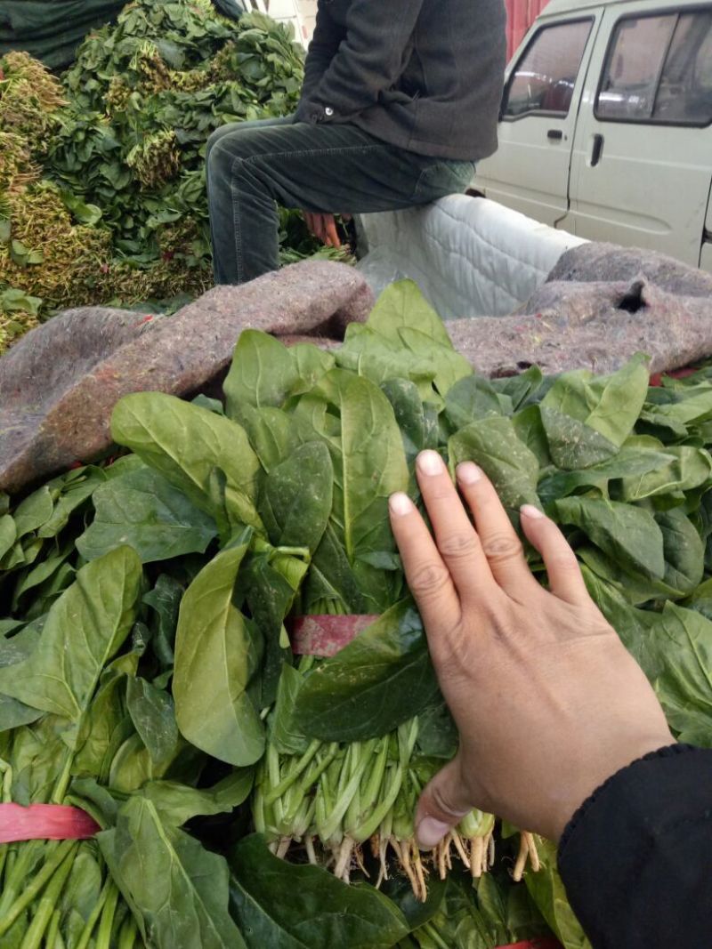 大叶菠菜15~20厘米