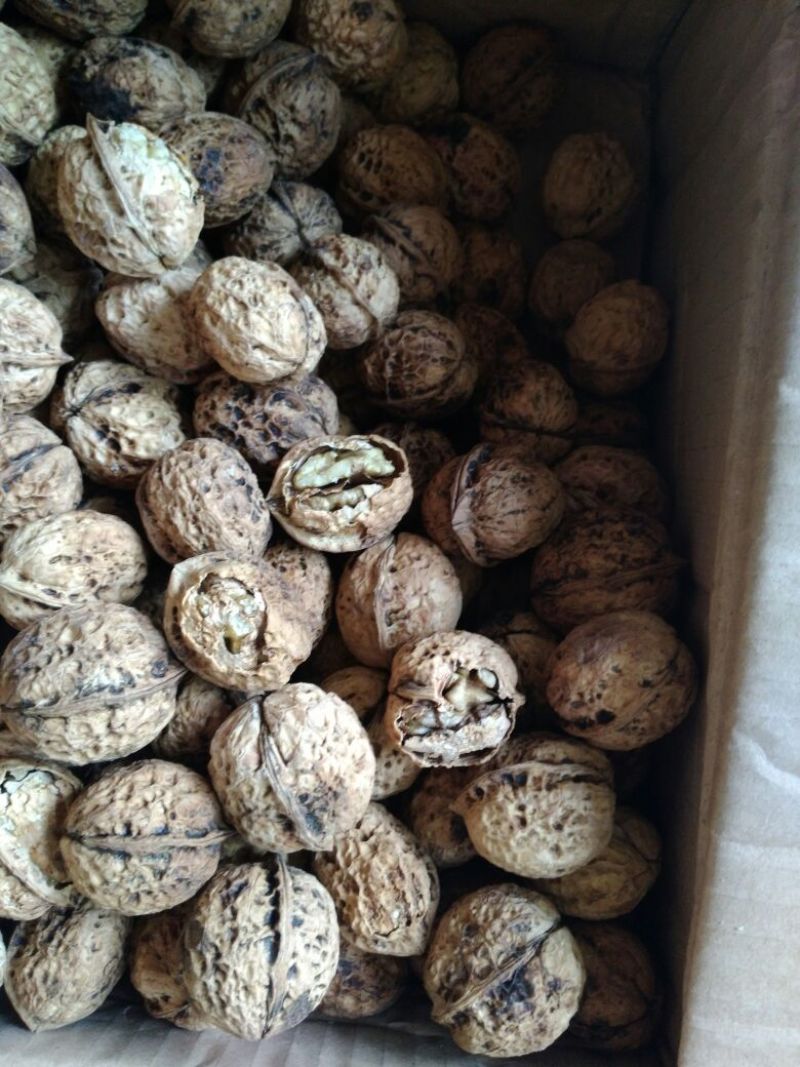 大泡核桃去皮干