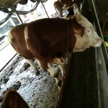 西门塔尔肉牛过磅牛散养牛