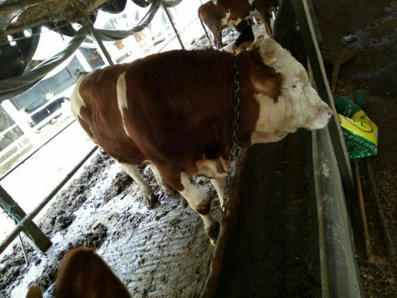 西门塔尔肉牛过磅牛散养牛