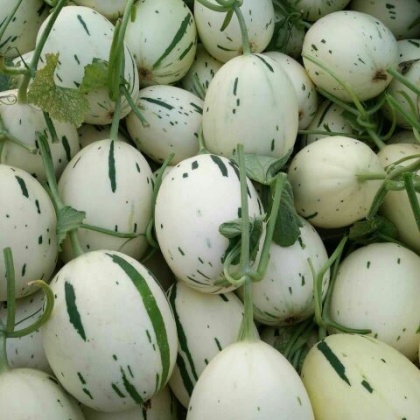 伽师瓜哈密瓜山东聊城市莘县_批发_供应-一亩