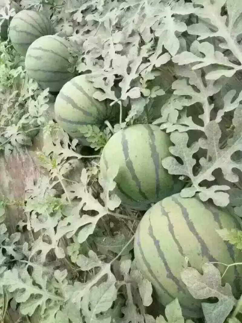 京欣西瓜