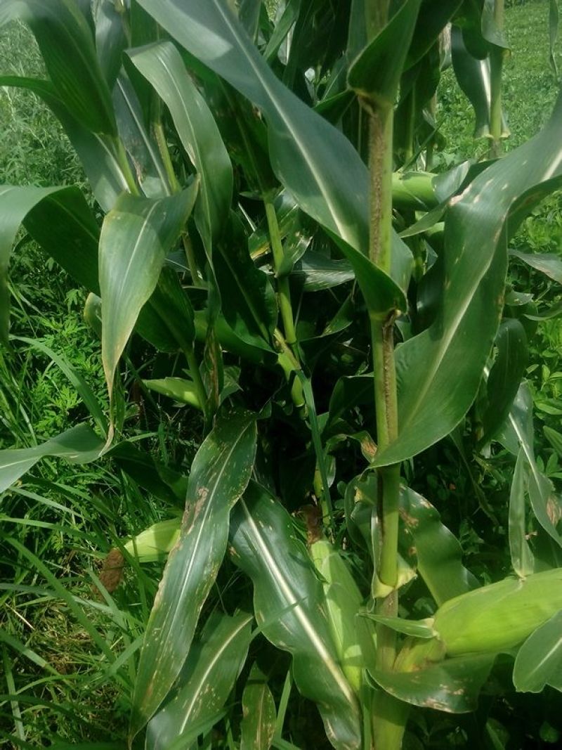 菜用玉米1%