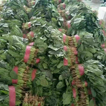 大叶菠菜15~20厘米，货源充足。本人常年专业代收