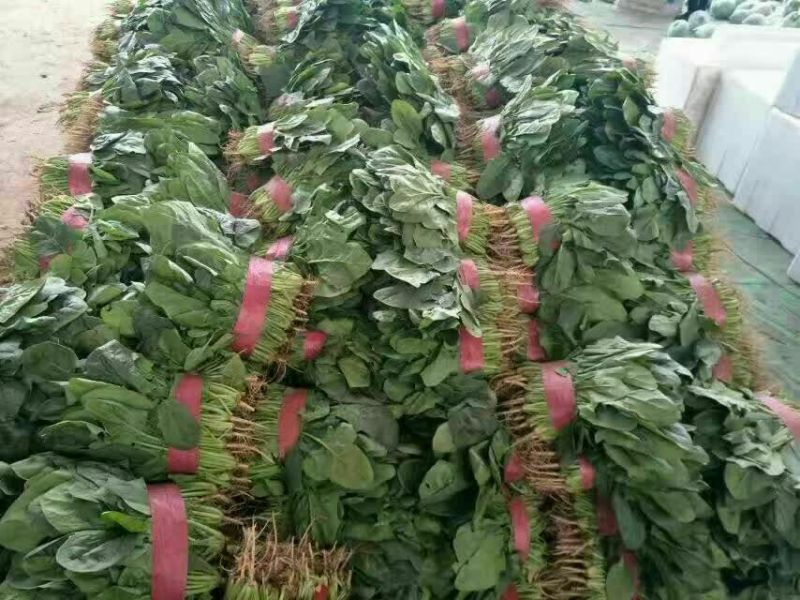 大叶菠菜15~20厘米，货源充足。本人常年专业代收
